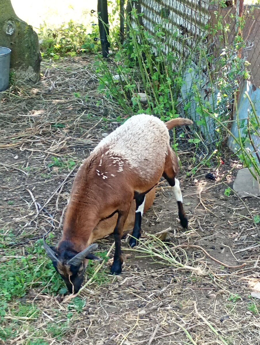 Kameruúnske ovce