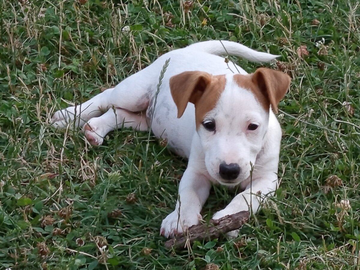 Jack russel teriér