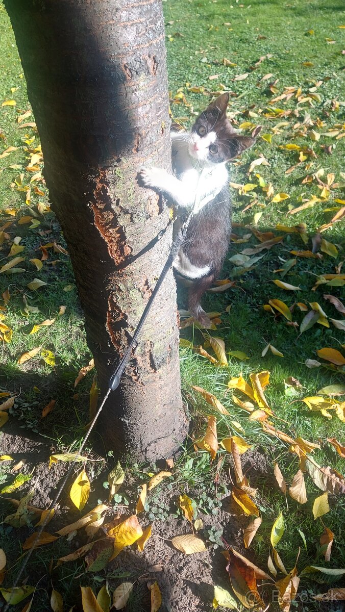 Darujem mačiatko 🐱