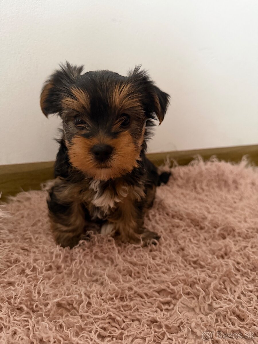 Yorkshire terier mini