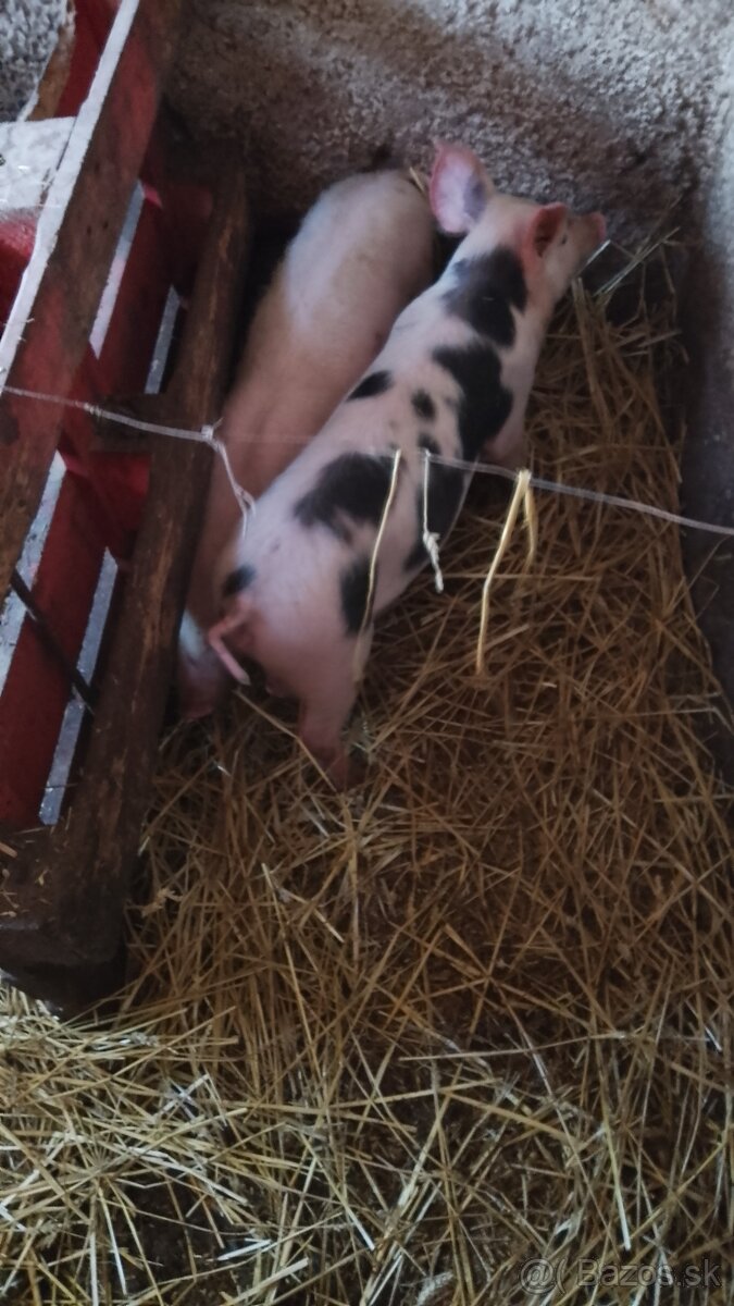 Predám odstavčatá