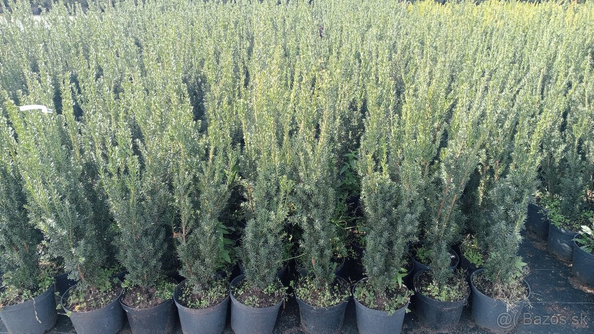 Tis, Taxus, červienka tuja-Nitra a okolie