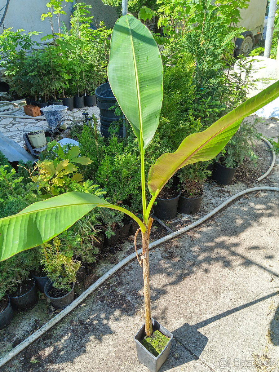 Albizia, palma,bananovnik