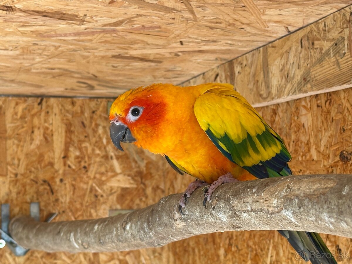 Aratinga slnecna