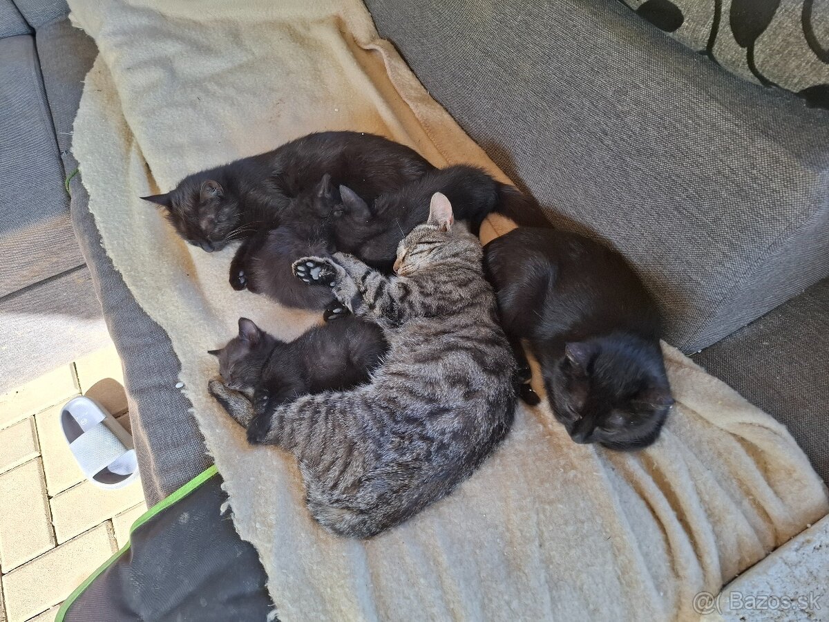 Darujem macky a kocura