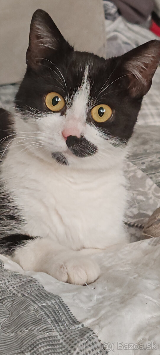 Oreo