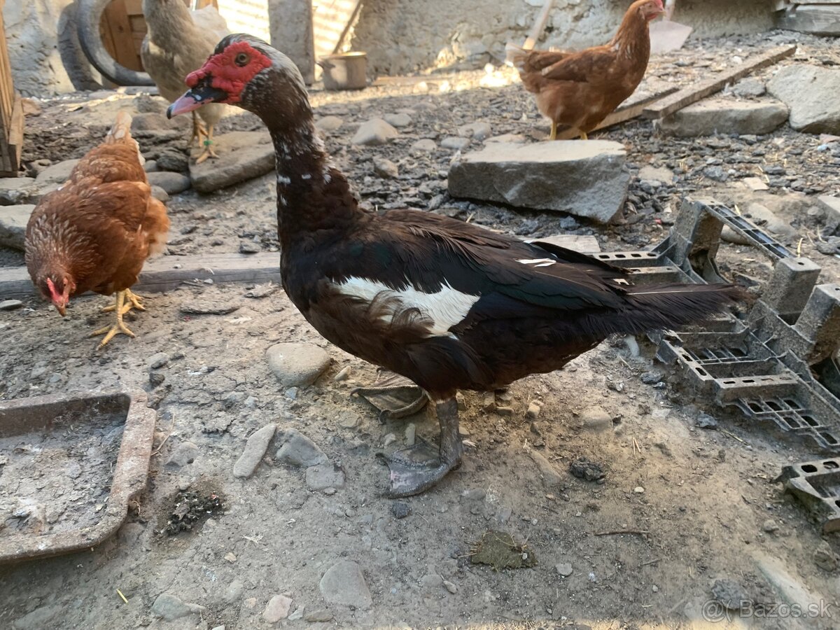 Káčer pižmový