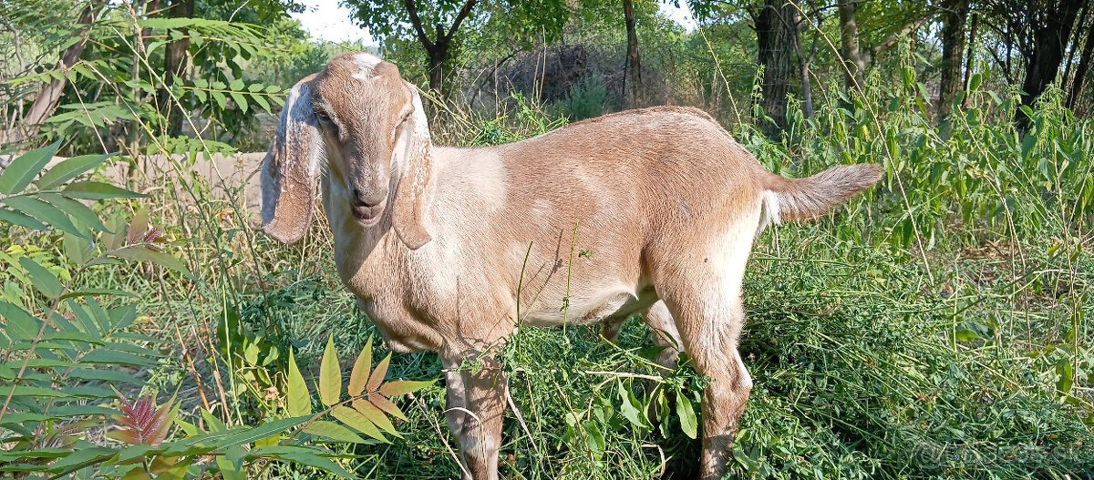 Predám capka