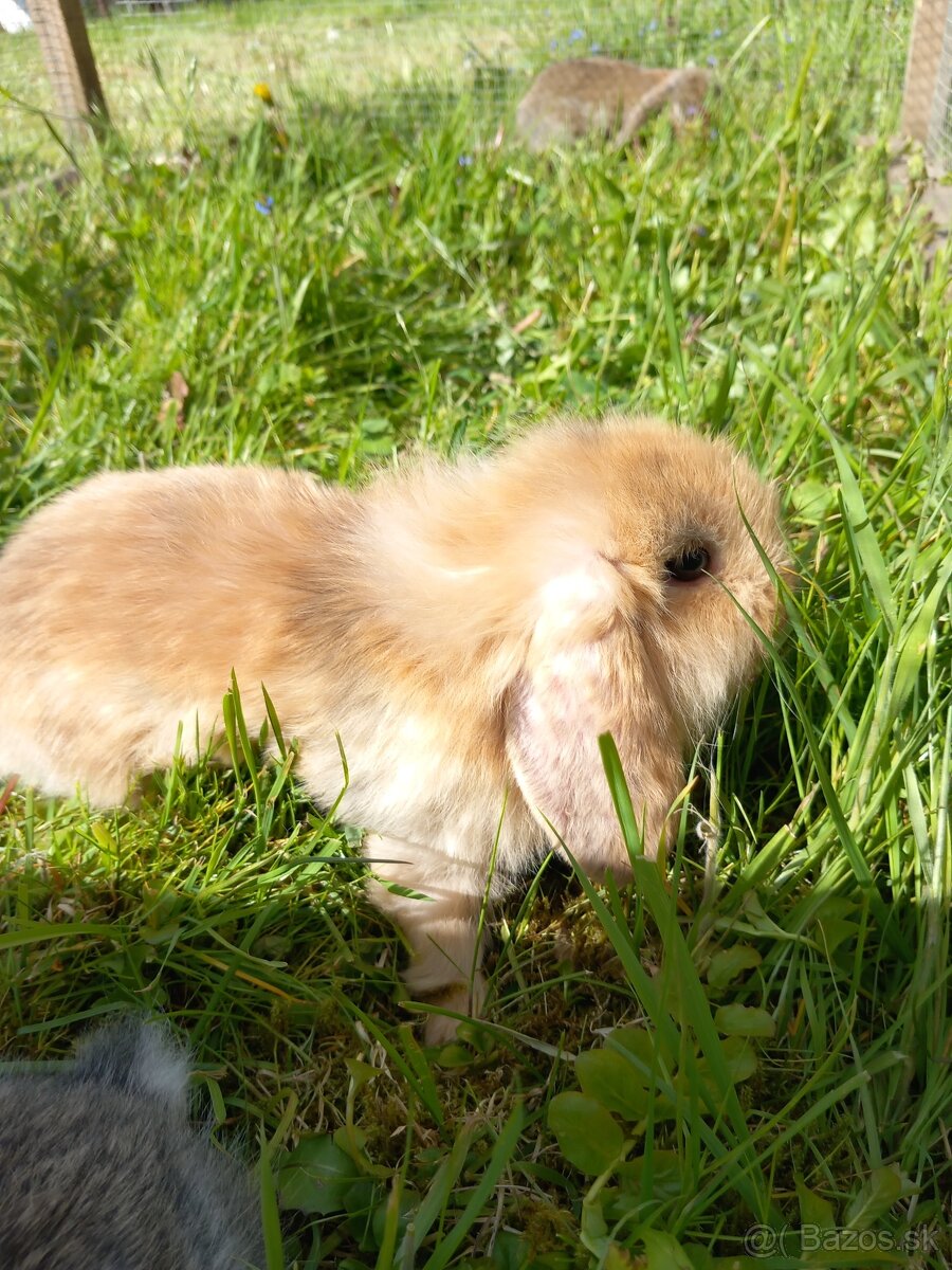 Zakrsly zajačik kralik minilop