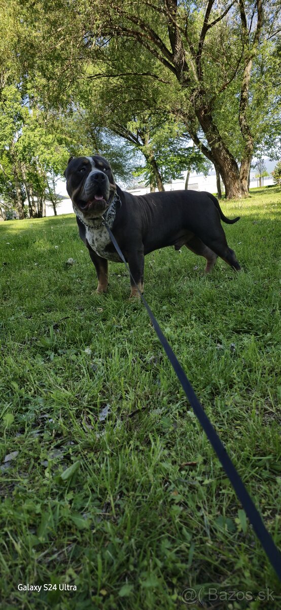 American bully xl