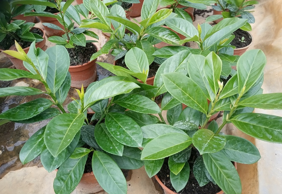 Vavrinovec lekarsky Novita, 25-30 cm, 5 €/ks