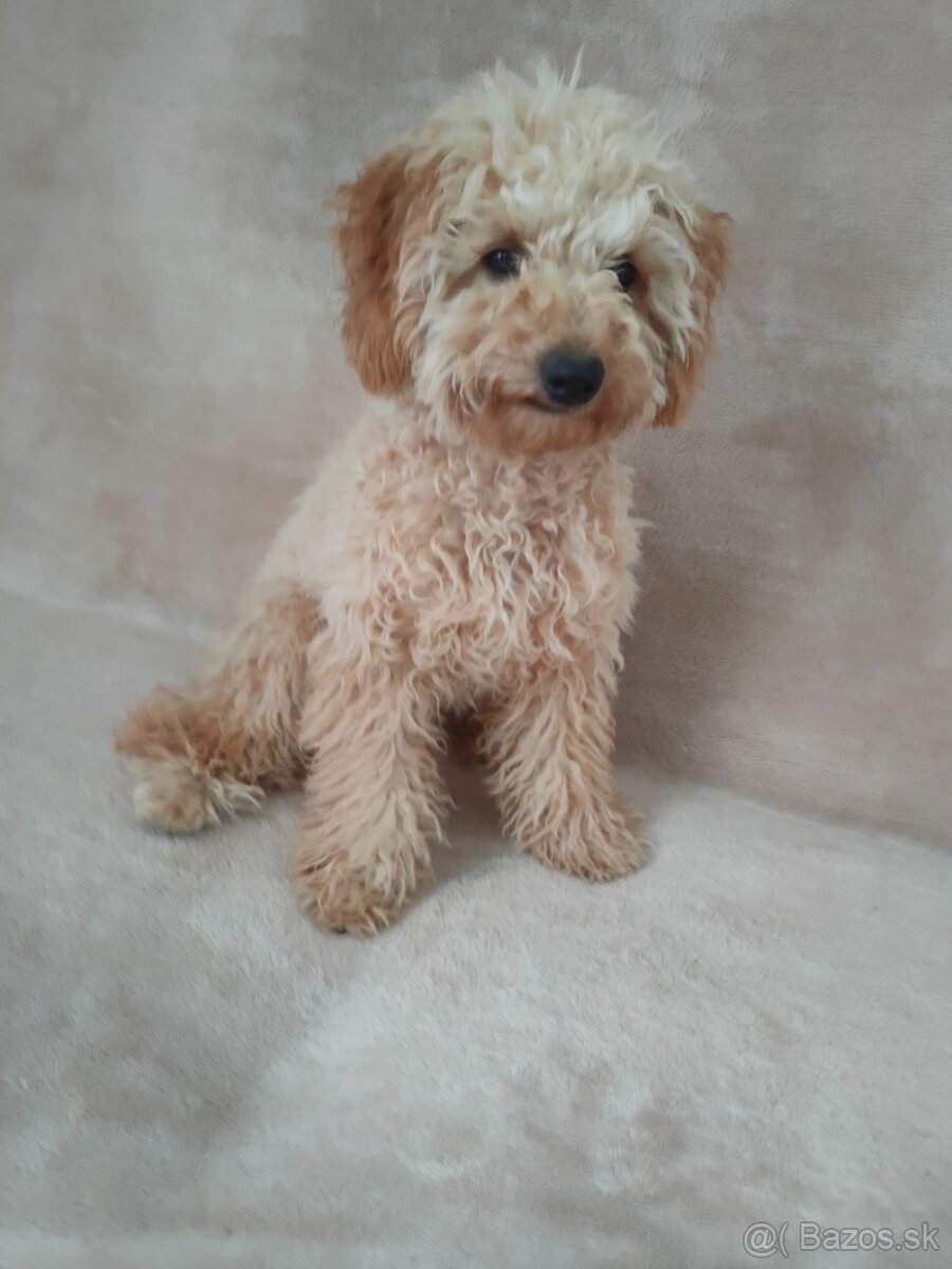 Pudlik Pudel Toy Trpaslik