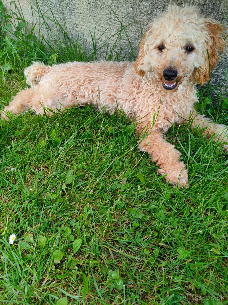 Pudlik Pudel Toy