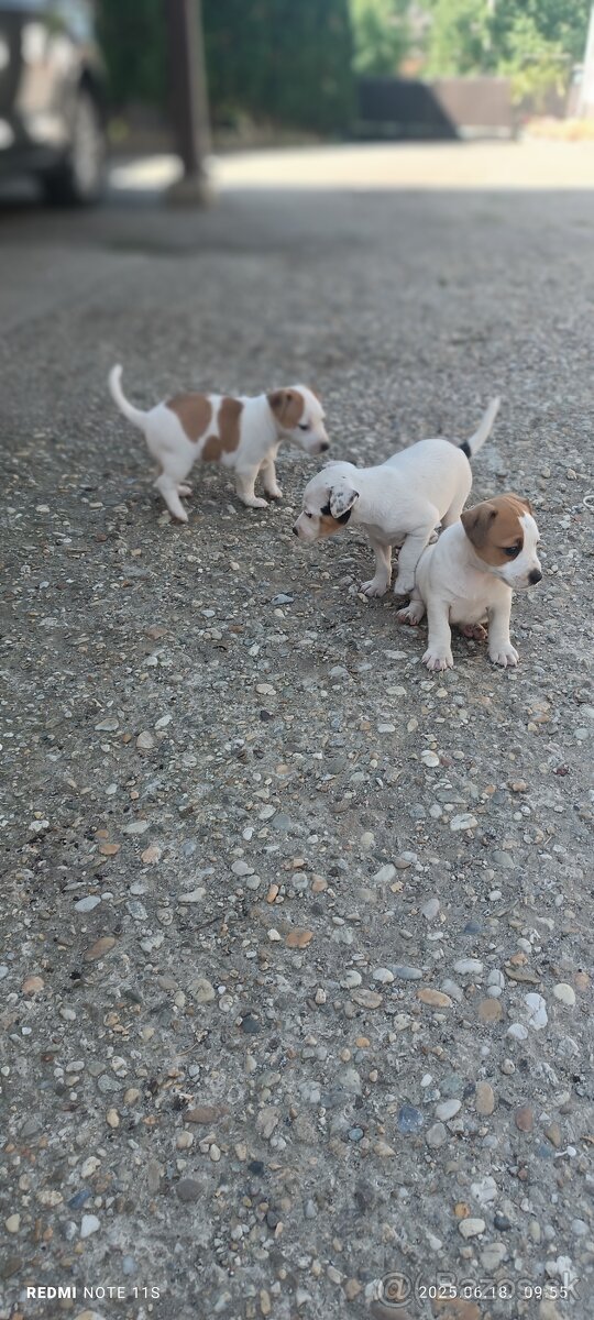 Jack Russel teriér