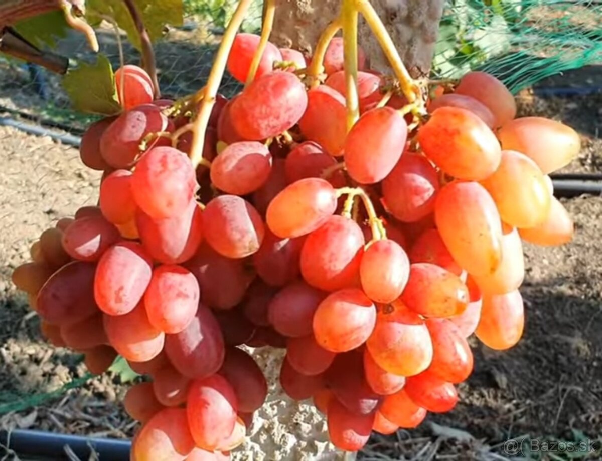 Predám sadenice viniča