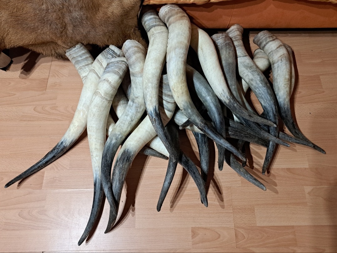 Rohy maďarský stepný 65-77cm