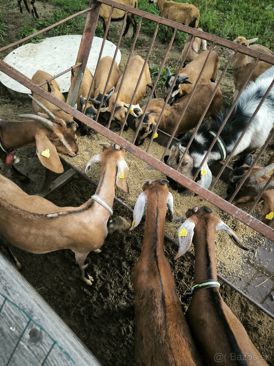 Predám ovce a kozy