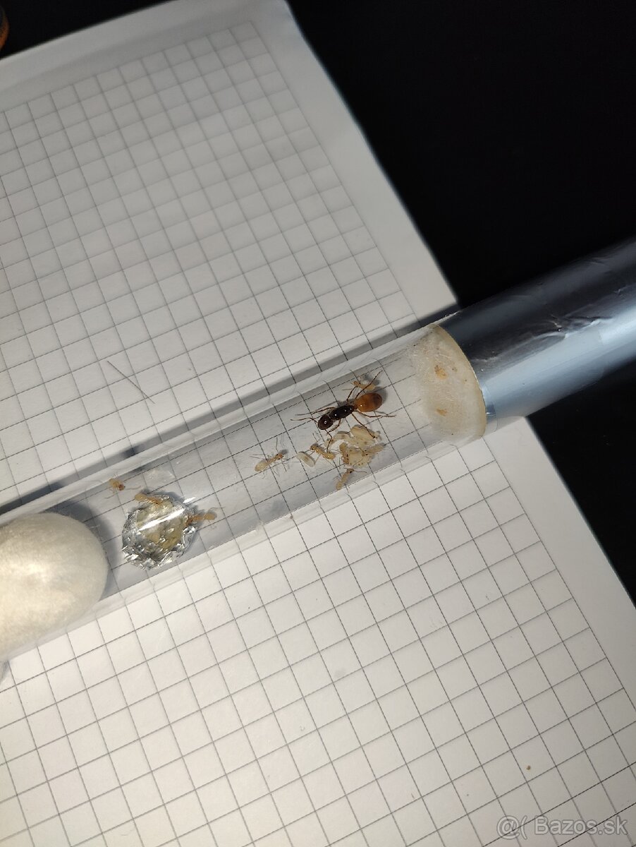 Predám kolóniu mravcov Camponotus fedtschenkoi