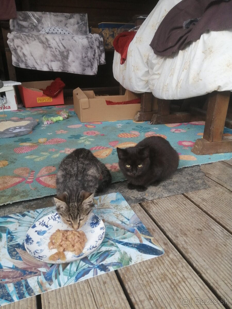 Mačičky do dobrých rúk