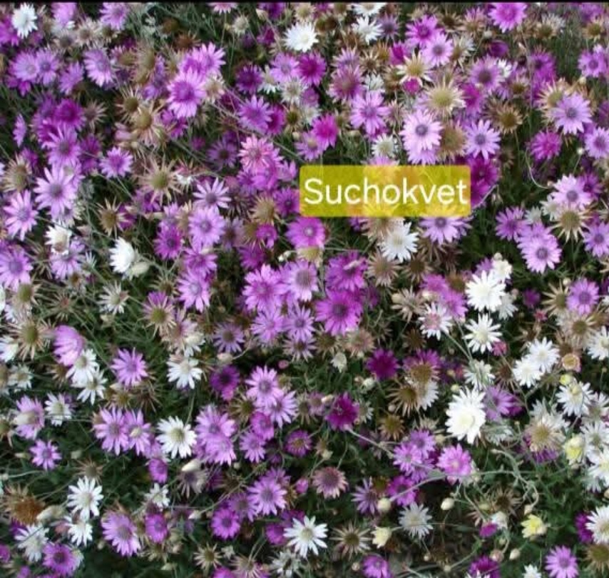 Semienka kvetov -rôzne druhy