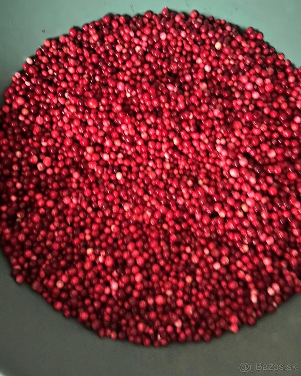 Brusnice lesné
