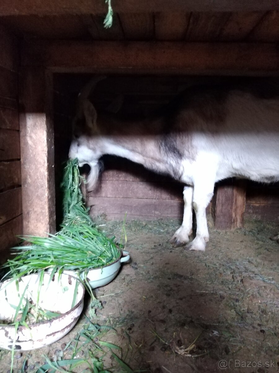 Predám kozu a malého capka