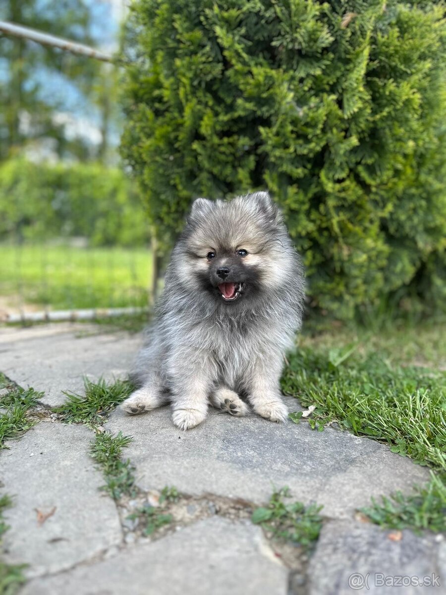 Pomeranian