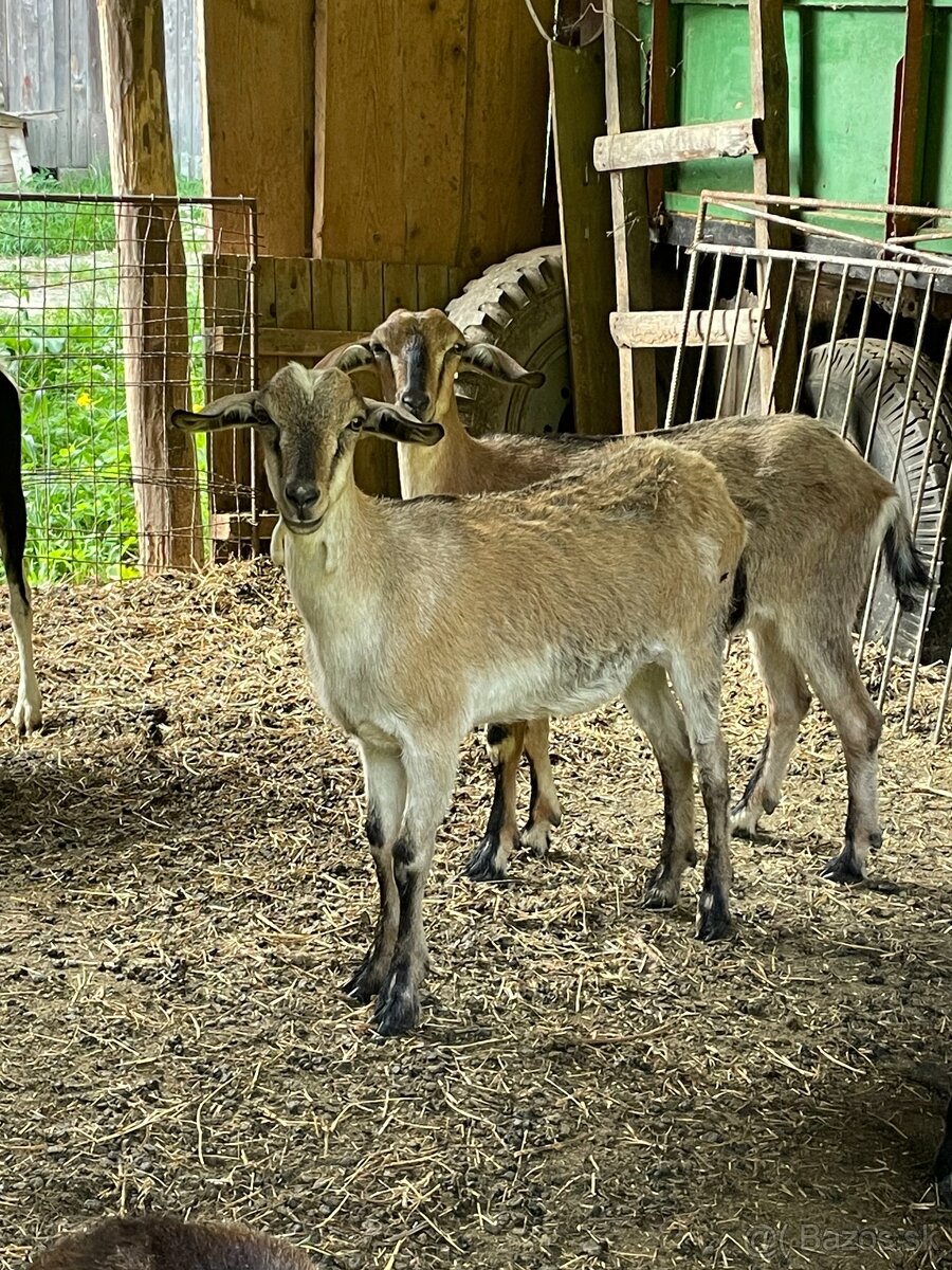 Kozy, dojné kozy