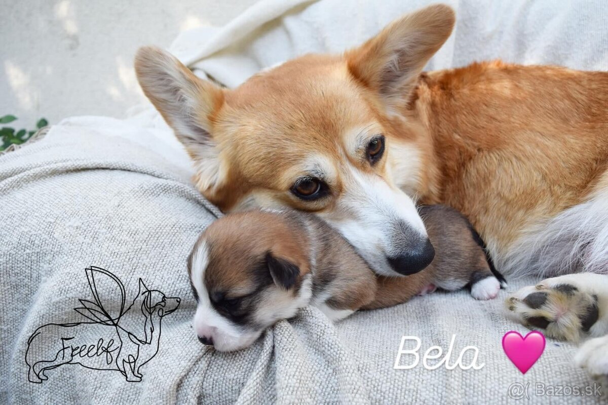 Welsch corgi pembroke