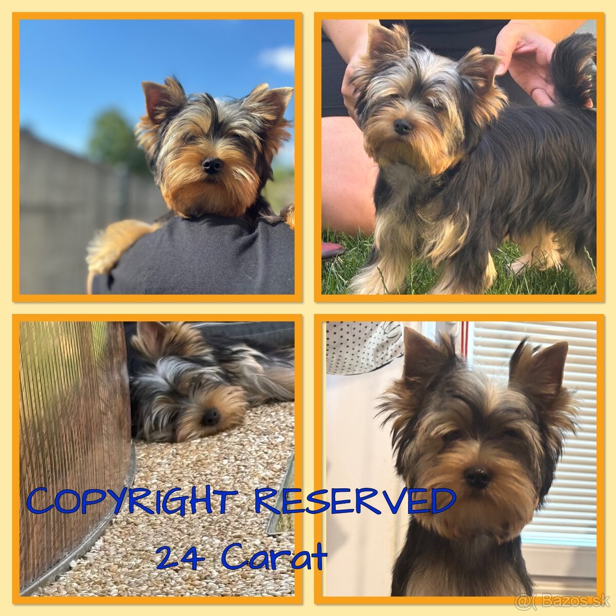 Yorkshire terrier s PP