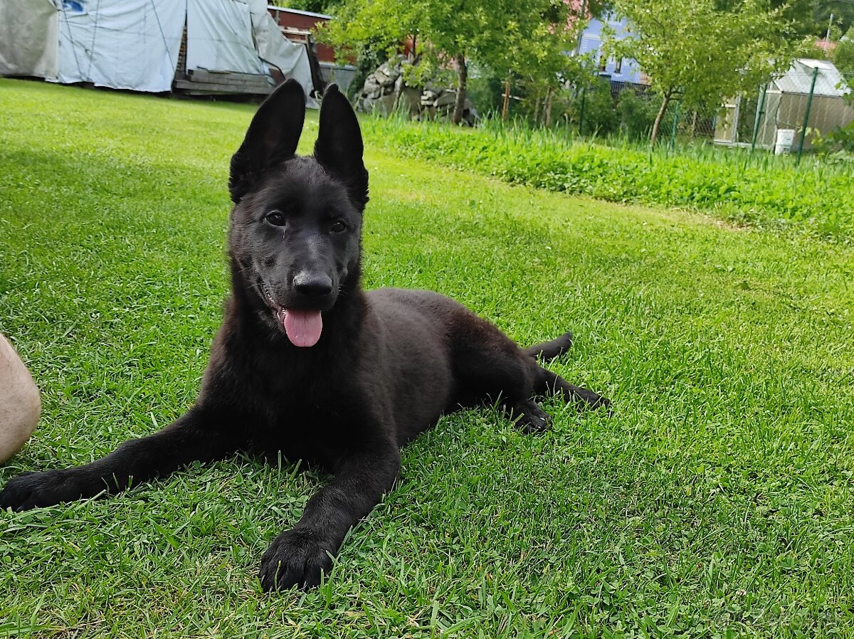 Nemecký ovčiak šteniatko (fenka celočierna)