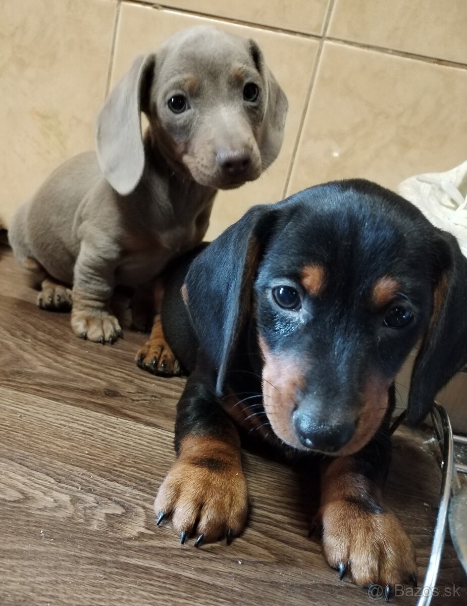 Jazvečík trpasliči