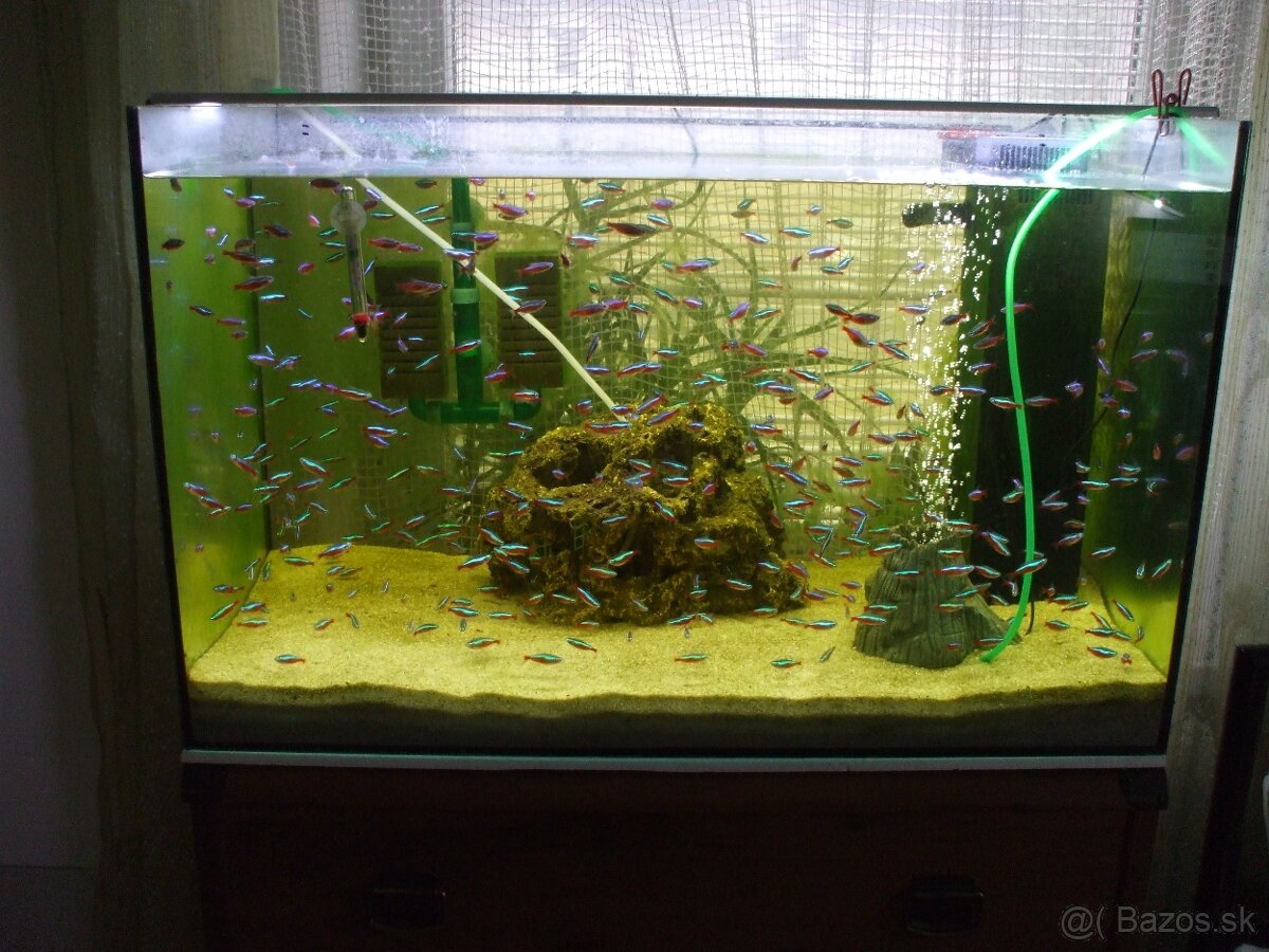 Predam akvarium s prislušenstvom aj neonky samostatne