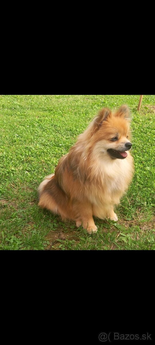 nemecky špic trpasličie plemeno