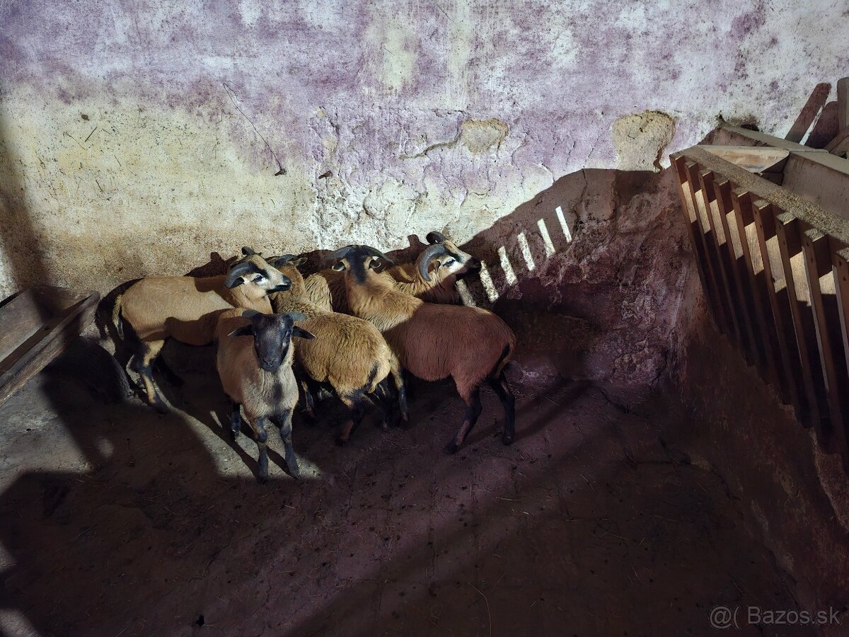 Predám kamerúnske ovce