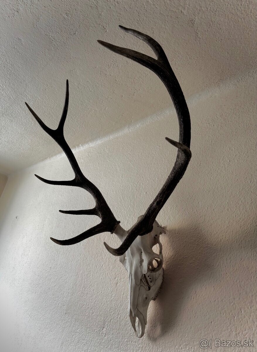 Jeleň trofej paroh parohy zhody parožie