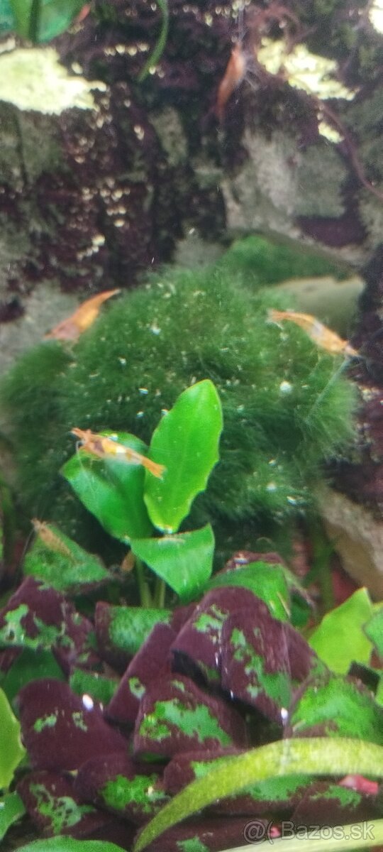 Krevetky - neocaridina Davidi Orange rili