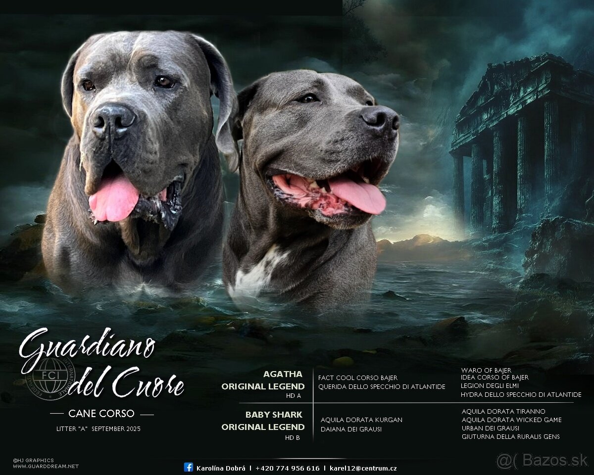Cane Corso štěňátka s PP - narozená 23.9.2025