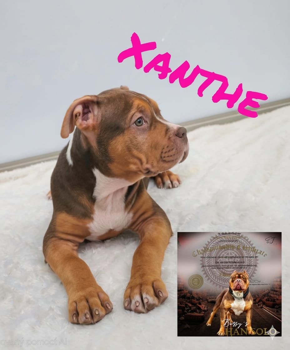 American bully