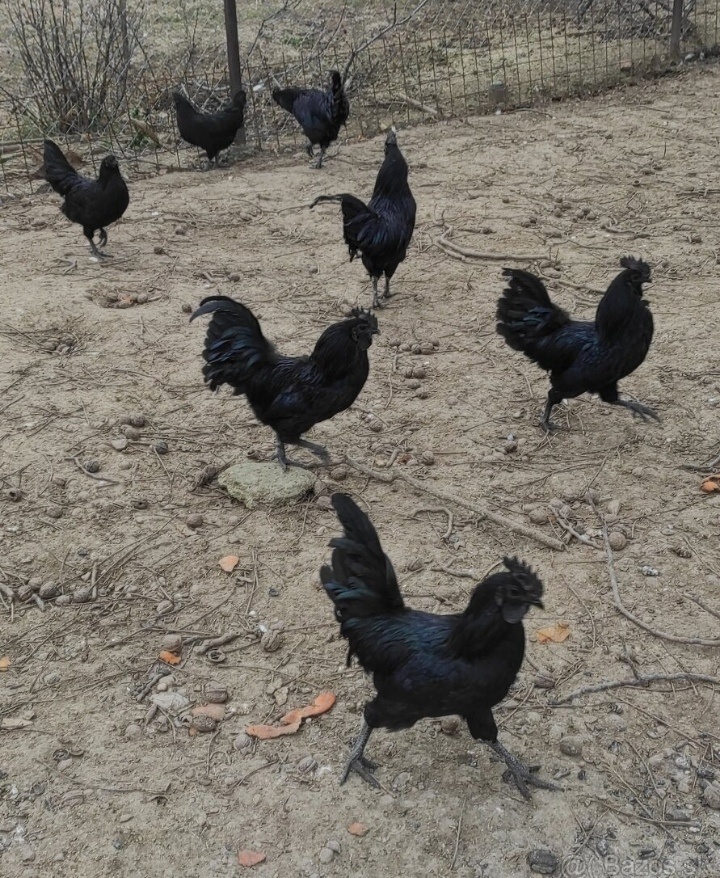 Ayam Cemani