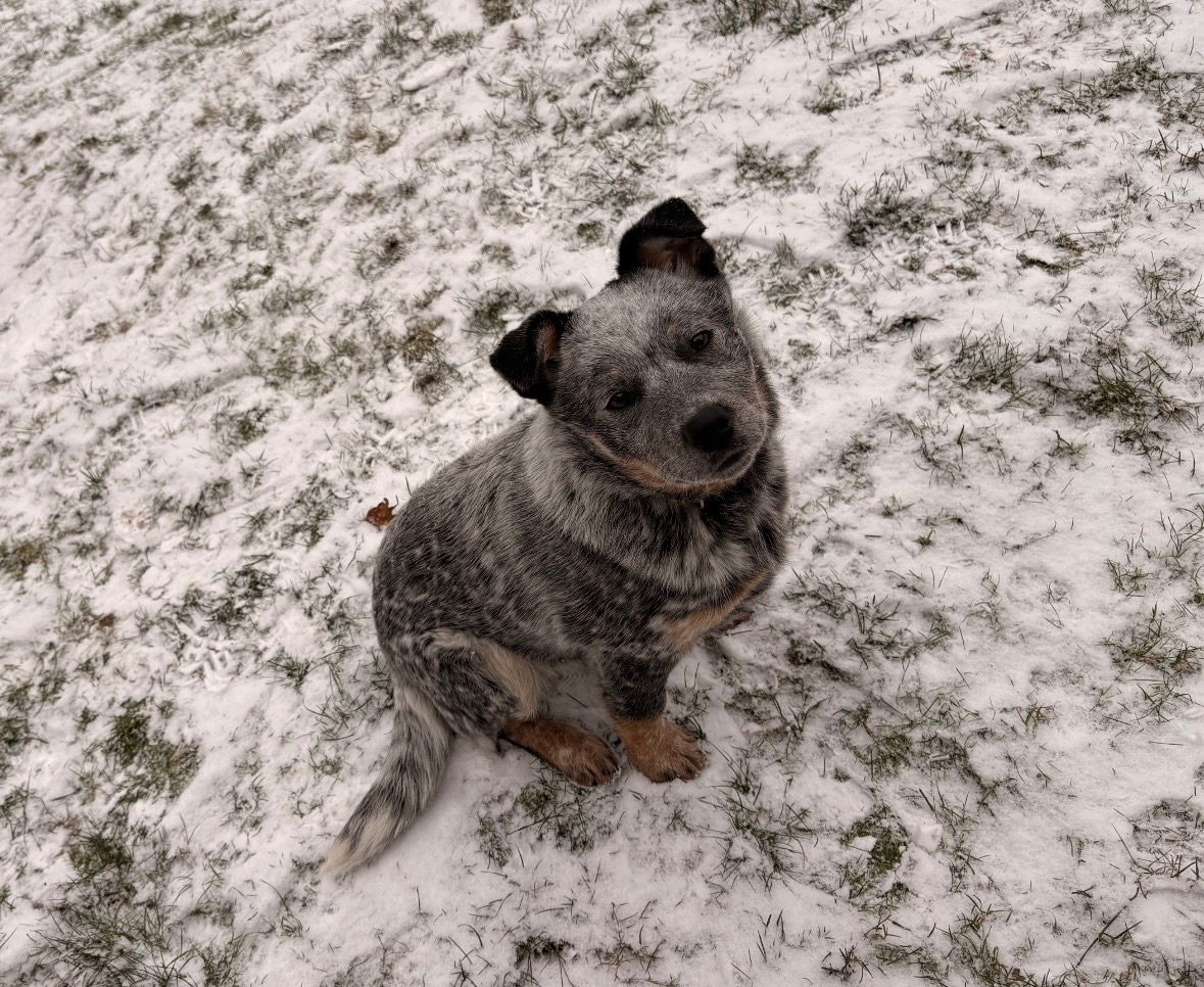 darujem austrálskeho dobytkarskeho psa 7m