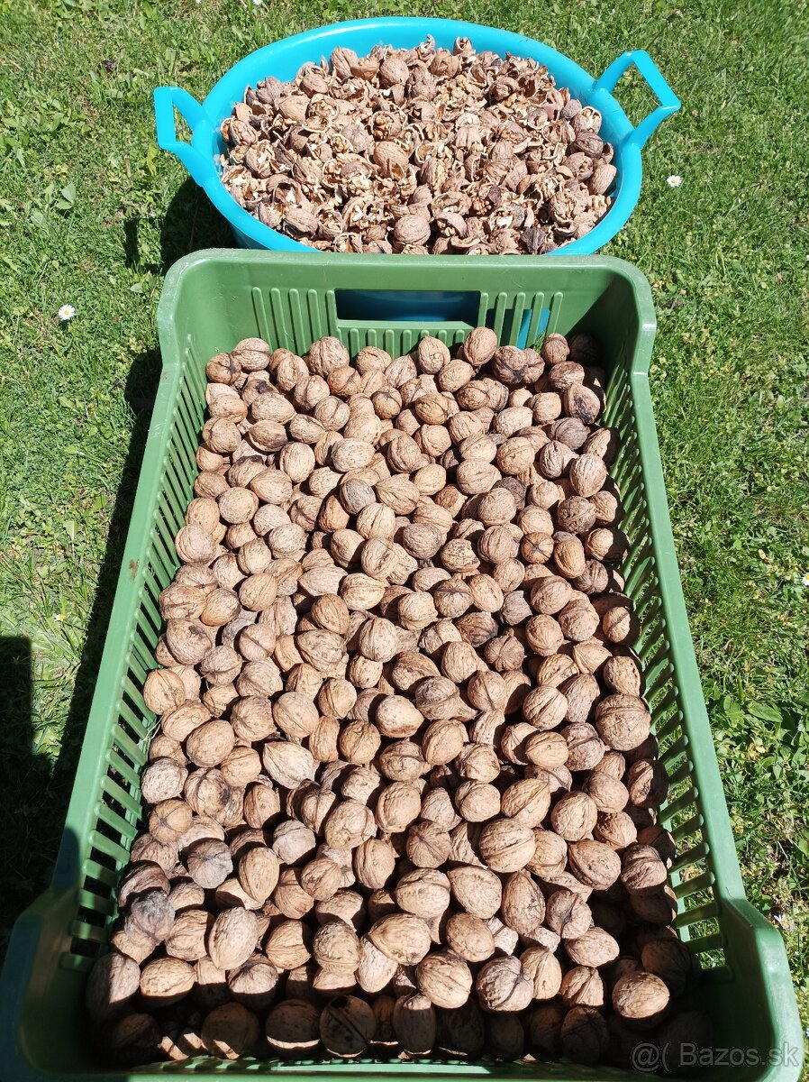 Orechy v škrupine