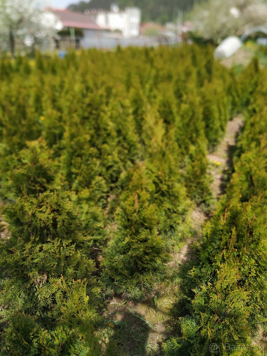 Tuja smaragd Košice, Košice okolie