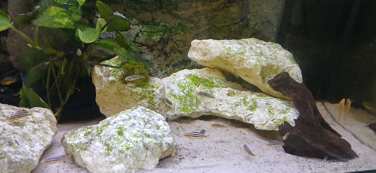 Africké Cichlidy