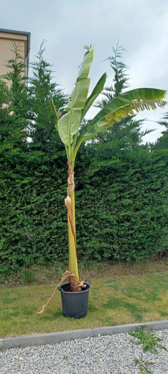 Predám Mrazuvzdorný bananovník