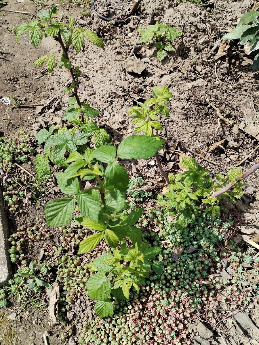 Maliny celoročné sadenice