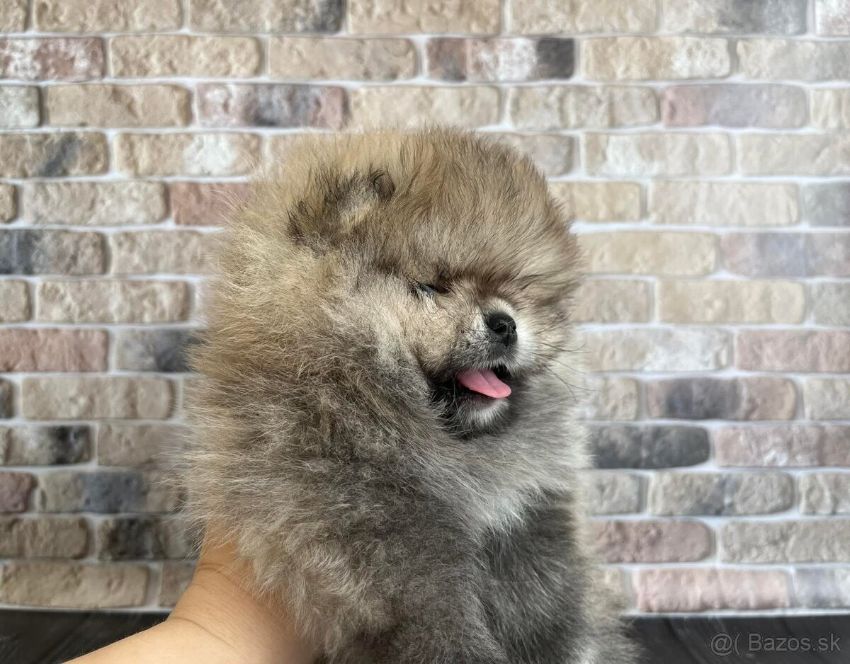 Pomeranian mini