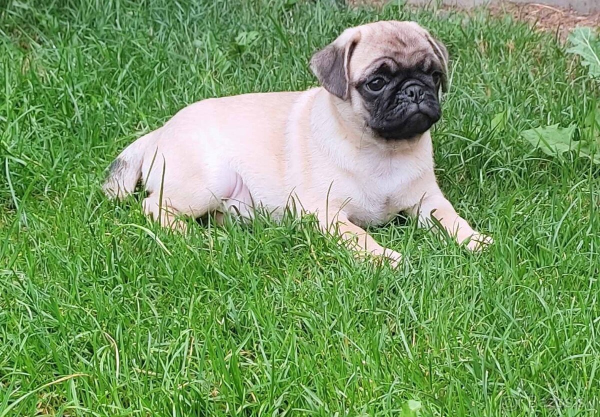Mops