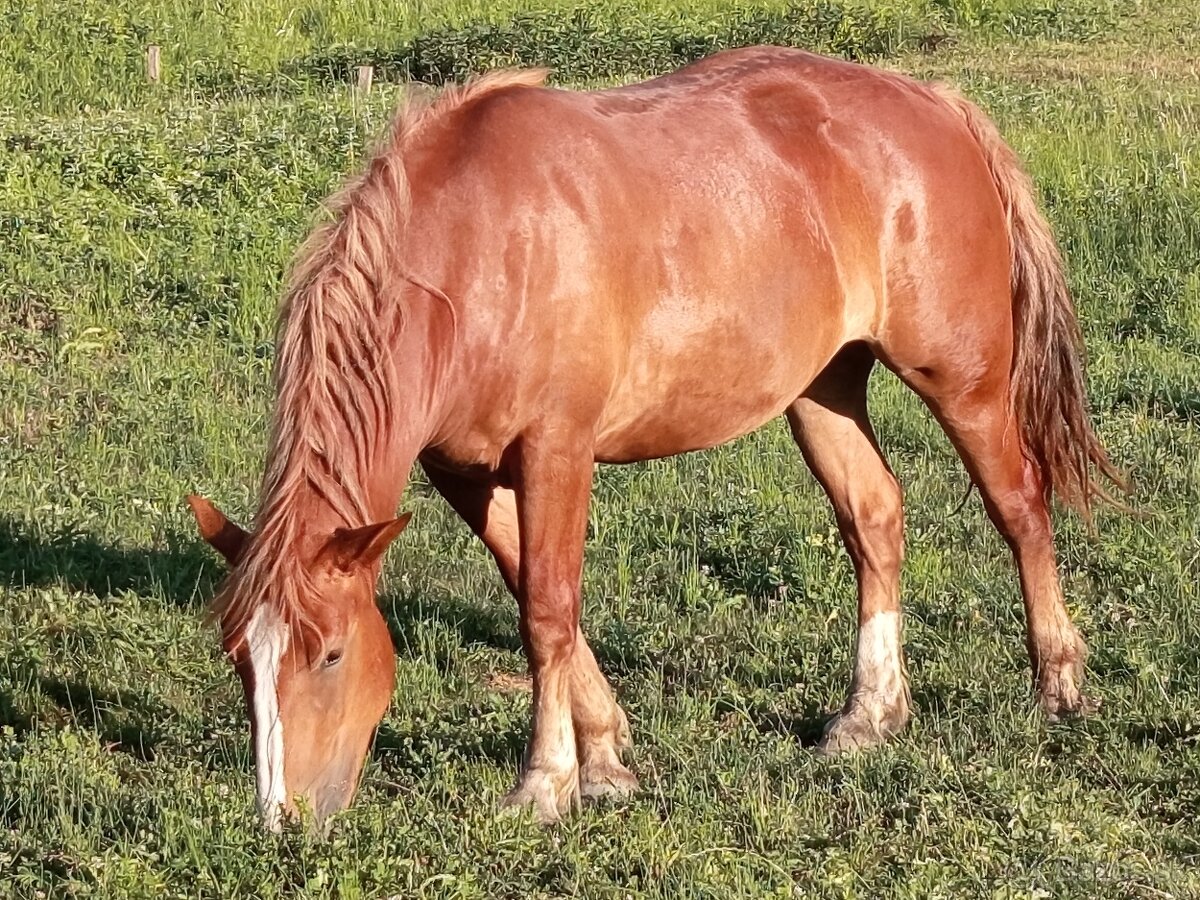 Kobyla Julka