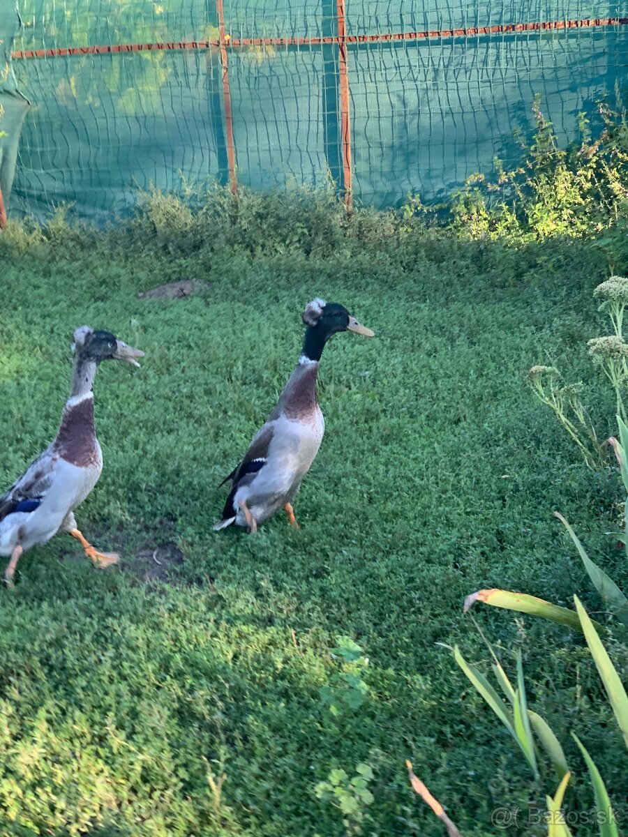 Indický bežec a Bali